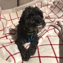 Thumbnail photo of Mylo #4