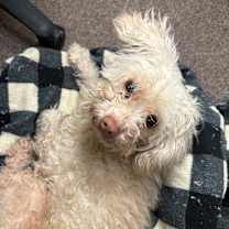 Thumbnail photo of Opal C-34475 #1