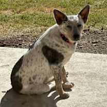 Thumbnail photo of Jolene #1