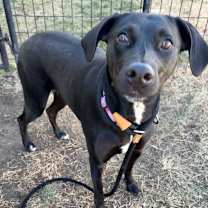 Thumbnail photo of Dahlia #1