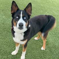 Thumbnail photo of Ace A2197944 #1