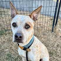 Thumbnail photo of Sugar #1