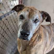 Thumbnail photo of Schultz #1