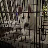 Thumbnail photo of Alice #3