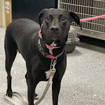 Thumbnail photo of Dahlia #2