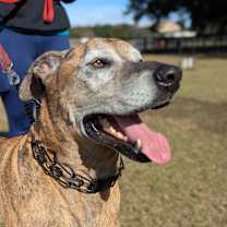 Thumbnail photo of Schultz #2