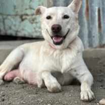 Thumbnail photo of Lucy #2