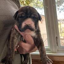 Thumbnail photo of Yvette #2