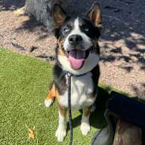 Thumbnail photo of Ace A2197944 #3