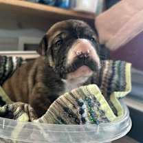 Thumbnail photo of Yvette #3