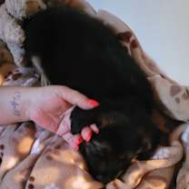 Thumbnail photo of Lady 8714 #4