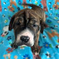 Thumbnail photo of Yvette #4