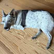 Thumbnail photo of Jolene #4