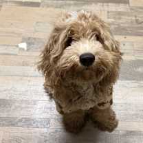 Thumbnail photo of Teddy #1