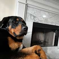 Thumbnail photo of Draco #2