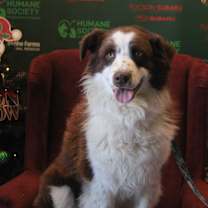 Thumbnail photo of Roady #1