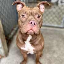 Thumbnail photo of Borscht #1