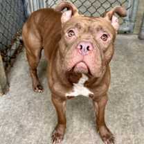 Thumbnail photo of Borscht #3