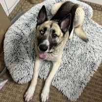 Thumbnail photo of Kayzo #1