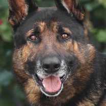 Thumbnail photo of Rocco von Relsberg #1