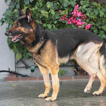 Thumbnail photo of Rocco von Relsberg #2