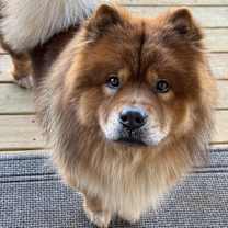 Thumbnail photo of Mello #1