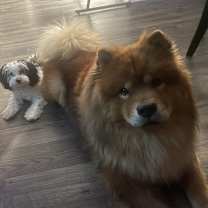 Thumbnail photo of Mello #2