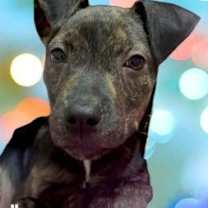 Thumbnail photo of Adina #1