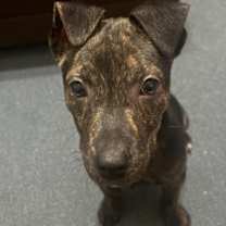 Thumbnail photo of Adina #3