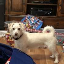 Thumbnail photo of Bucky #2