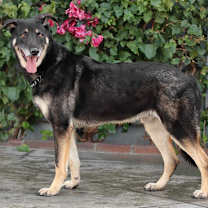 Thumbnail photo of Bixby von Bitz #2