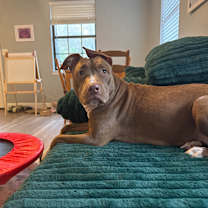 Thumbnail photo of Mocha #4