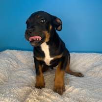 Thumbnail photo of Benny #1