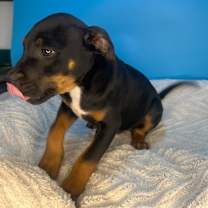 Thumbnail photo of Benny #2