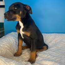 Thumbnail photo of Benny #3