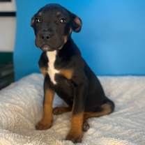 Thumbnail photo of Benny #4