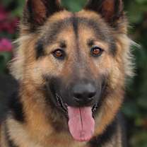 Thumbnail photo of Paxon von Pressath #1