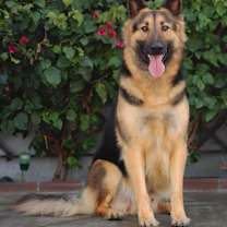 Thumbnail photo of Paxon von Pressath #2