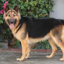 Thumbnail photo of Paxon von Pressath #3