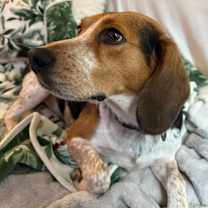 Thumbnail photo of Snapple #1