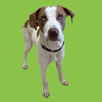 Thumbnail photo of David #2