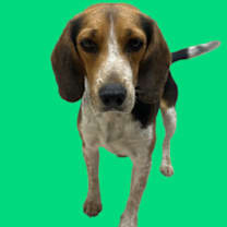 Thumbnail photo of Snapple #2