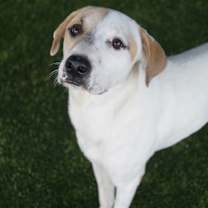 Thumbnail photo of Macaroni #3