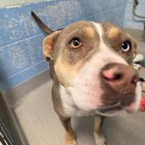 Thumbnail photo of Olive #2