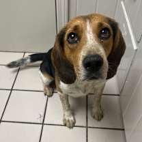 Thumbnail photo of Snapple #3