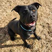 Thumbnail photo of Draco #2