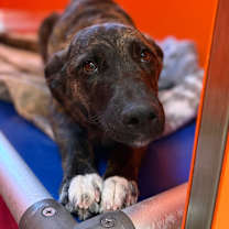 Thumbnail photo of Dutchess  #4