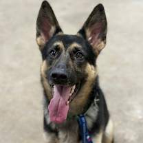 Thumbnail photo of Piper #2