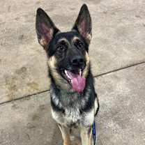 Thumbnail photo of Piper #3