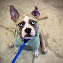 Thumbnail photo of Harley #1